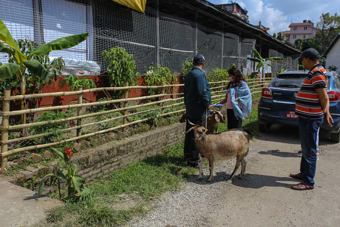 SunilPradhan_Livestock_12khariphotos (1)1664444275.JPG